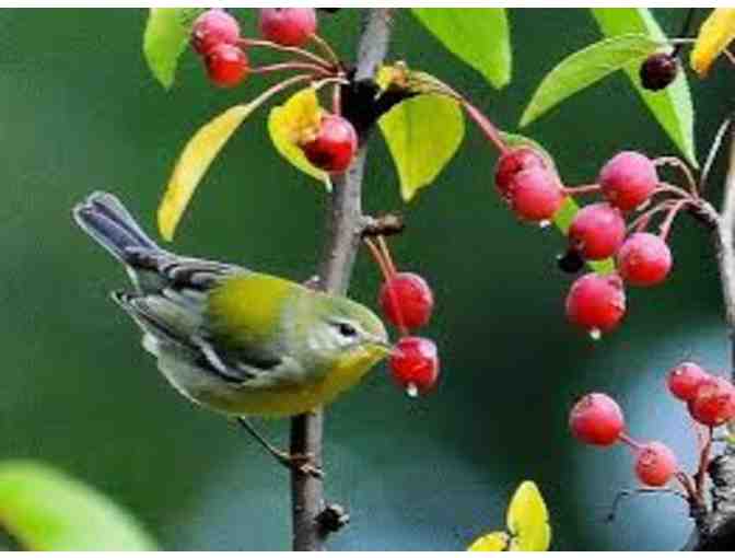 Migration Birding with an Expert Sunday