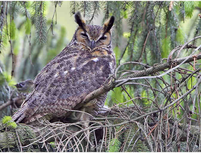 Migration Birding with an Expert Sunday