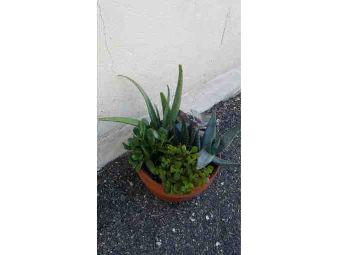 Gardens by Suniti - Container Garden