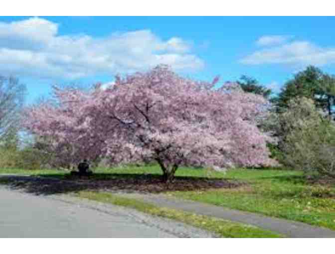 Private Tour of Arnold Arboretum