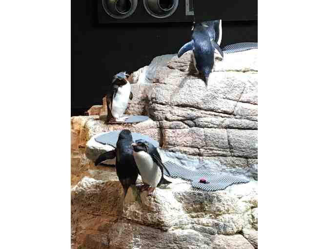 Two Passes to New England Aquarium