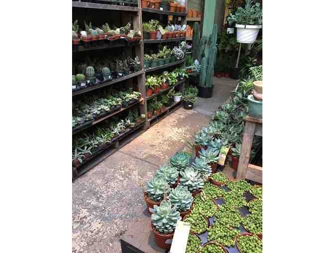 Mahoney's Garden Center Gift Certificate