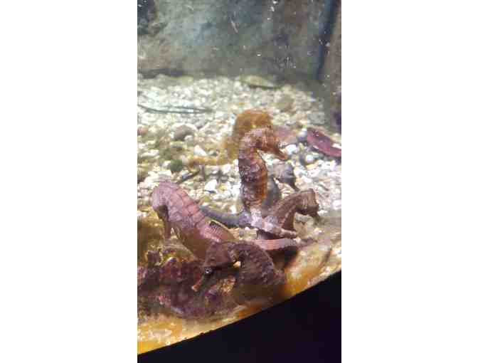 Two Passes to New England Aquarium