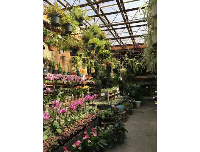 Mahoney's Garden Center Gift Certificate