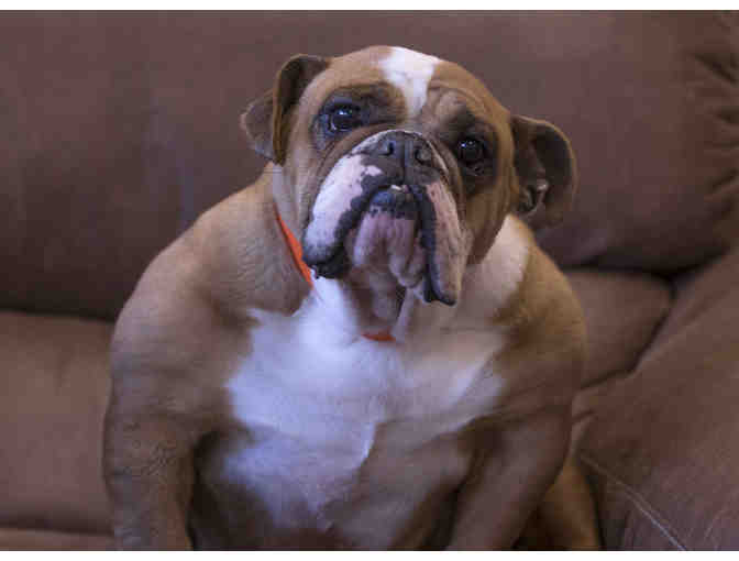 Fund A Need - Spay a Puppy Mill Survivor