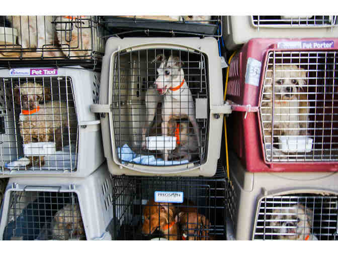 Fund A Need - Fund an Entire Rescue