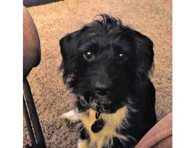 Custom Pet Portrait 12 x 12