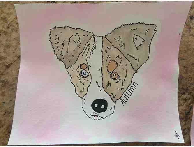 Study of Australian Shepherds Pickup at NMDR in Peyton, CO Only