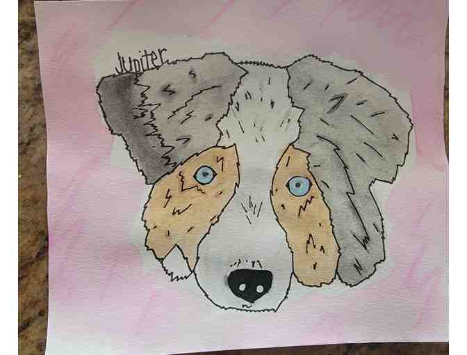 Study of Australian Shepherds Pickup at NMDR in Peyton, CO Only