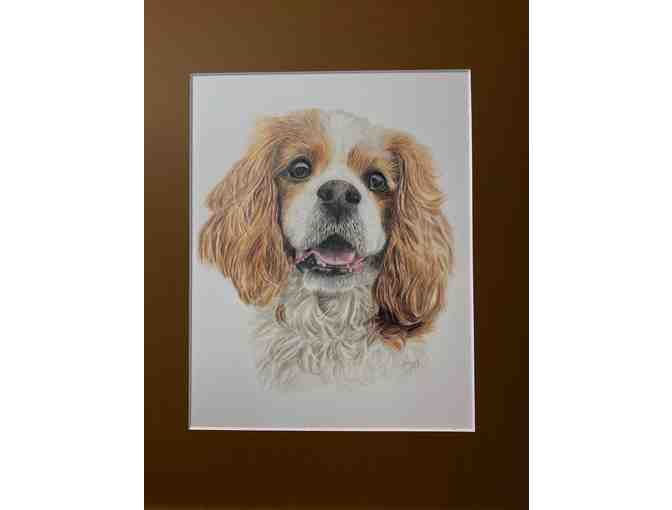 King Charles Spaniel Drawing