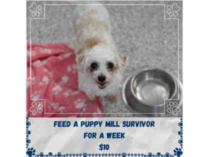 Fund A Need - Feed a Puppy Mill Survivor for a Week