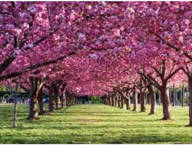 4 Guest Passes to the Brooklyn Botanic Gardens