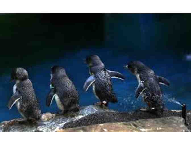 New England Aquarium in Boston, MA-- Two Admission Passes