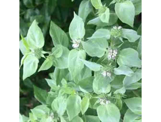 Native Meadow Plants from Pumpkin Brook Organic Gardening, One Dozen