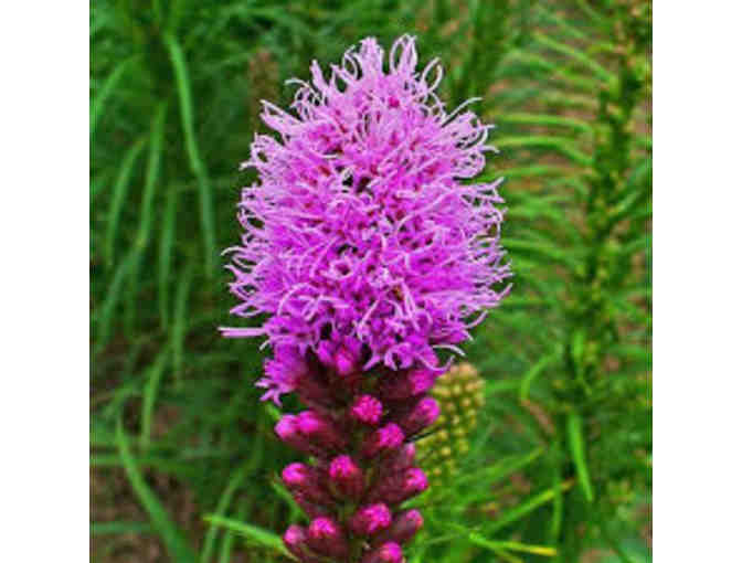 Native Meadow Plants from Pumpkin Brook Organic Gardening, One Dozen