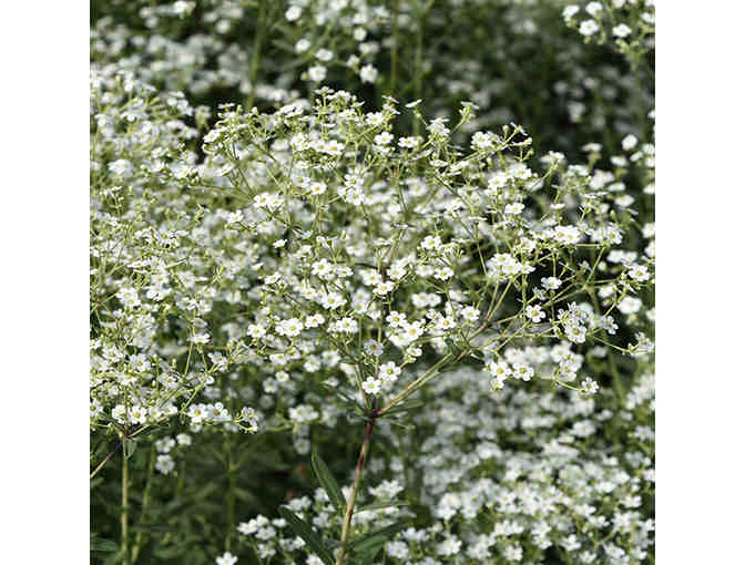 Native Meadow Plants from Pumpkin Brook Organic Gardening, One Dozen