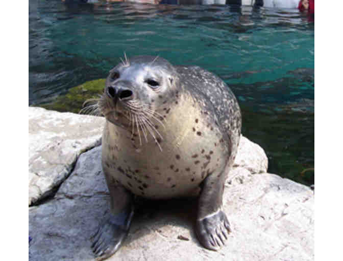 New England Aquarium in Boston, MA-- Two Admission Passes
