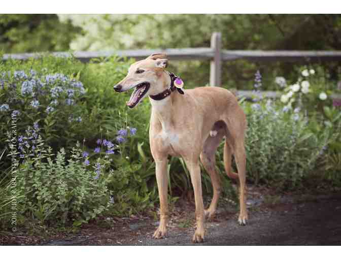 One Hour Photography Session with Judy Barrette Photography