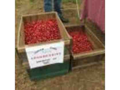 CULINARY INSPIRATION - Just Harvested Organic Cranberries & Jars