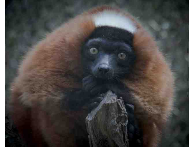 Happy HollowPark &  Zoo - San Jose CA