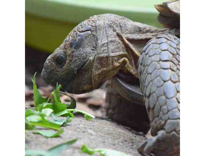 CuriOdyssey Science Playground & Zoo