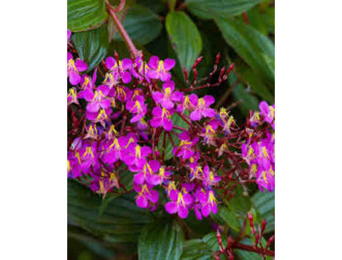 Family/Dual Membership to San Francisco Botanical Garden - Golden Gate Park