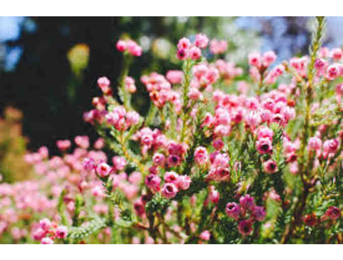 Family/Dual Membership to San Francisco Botanical Garden - Golden Gate Park