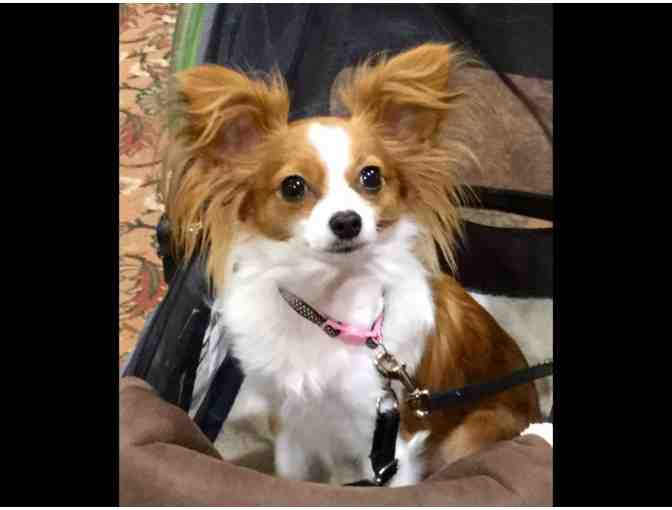 Spend an Hour with Therapy Dogs during the school day!