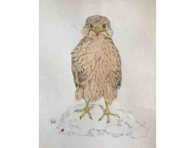 Trio of Raptor Drawings by Margaret Mitchell