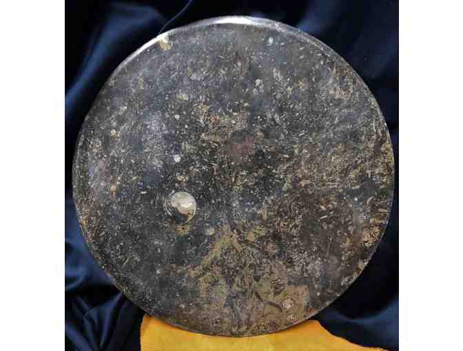 Polished Fossil Ammonite Platter