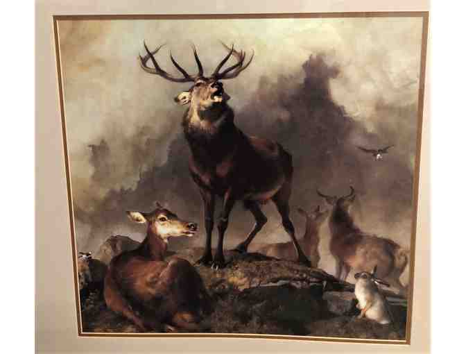 Framed Stag Print