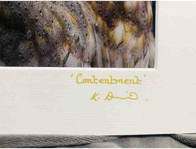 Barn Owls Matted Photograph