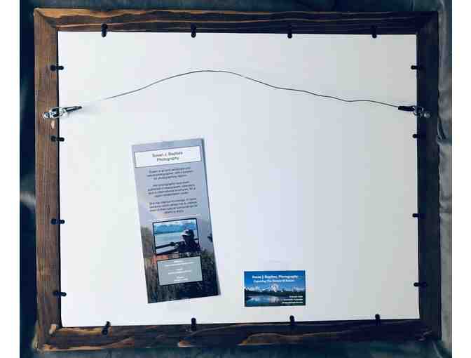 Framed Family of Burrowing Owls Collection