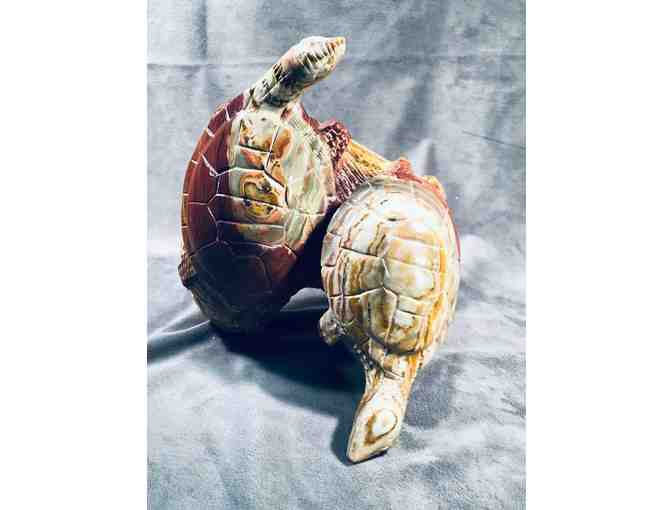 Banded Onyx Turtles