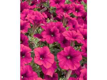 10" Hanging Basket (1)