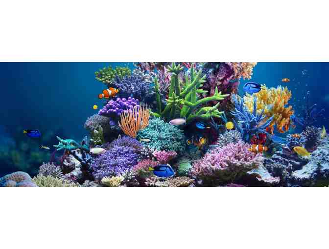 SEA LIFE Aquarium Passes for Four