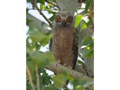 Great Horned Owl Print (11