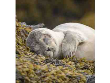 Karl Ramsdell Baby Seal Photograph