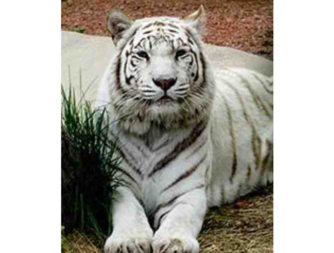 York's Wild Kingdom - 4 VIP Passes