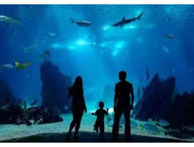 New England Aquarium - Two Passes