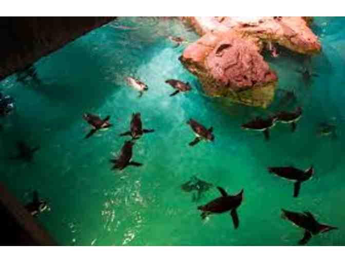New England Aquarium - Two Passes