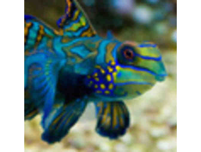 New England Aquarium - Two Passes