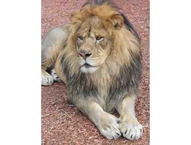 York's Wild Kingdom - 4 VIP Passes