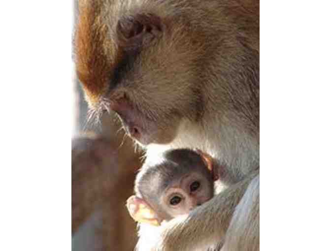 York's Wild Kingdom - 4 VIP Passes