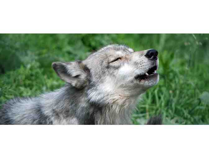 Wolf Hollow Souvenier Goodies