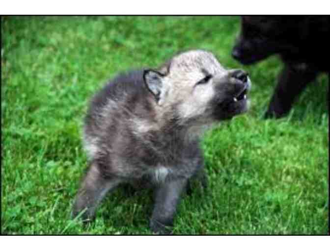 Wolf Hollow Souvenier Goodies