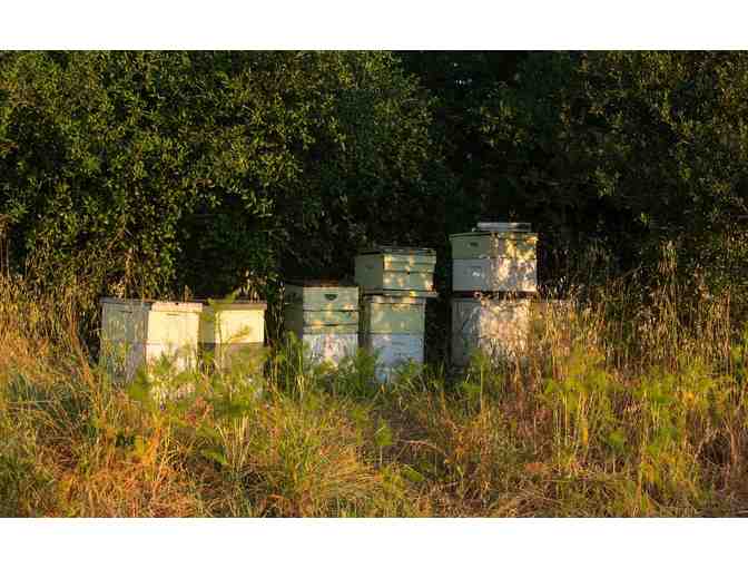 Honig Classic Tasting for 4 People