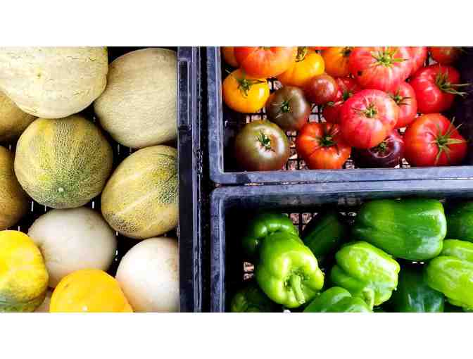 Garden-In-A-Box: 12 Seedlings from the SBS Farm for Your Summer Garden!