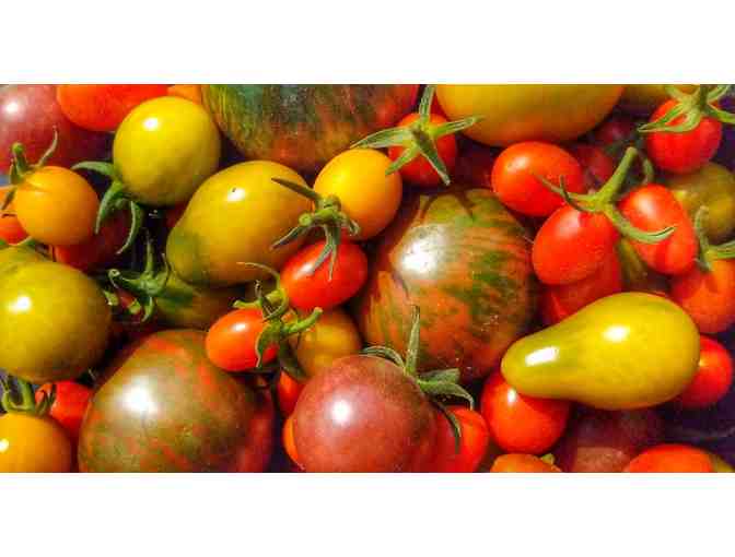 Garden-In-A-Box: 12 Seedlings from the SBS Farm for Your Summer Garden!