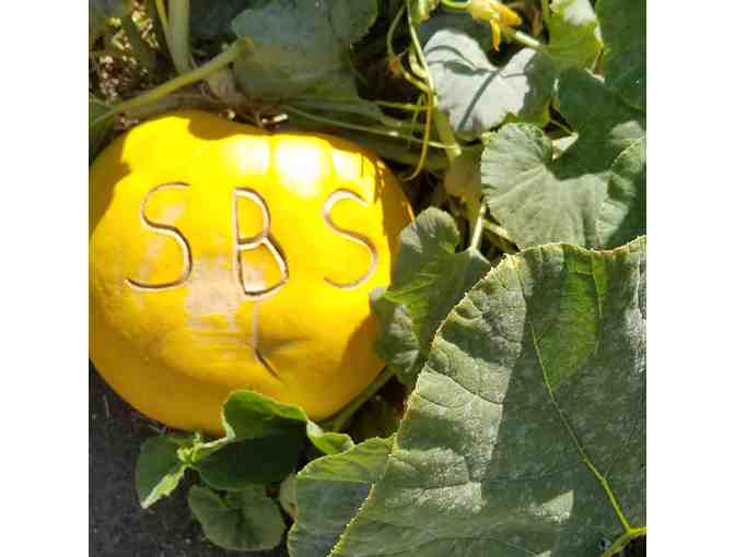 Garden-In-A-Box: 12 Seedlings from the SBS Farm for Your Summer Garden!